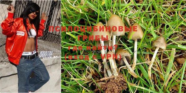 ешки Аркадак